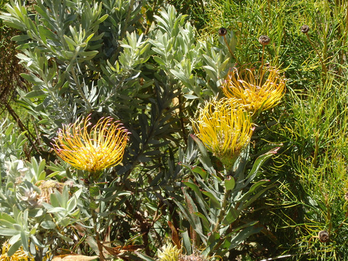 Kirstenbosch National Botanical Garden.